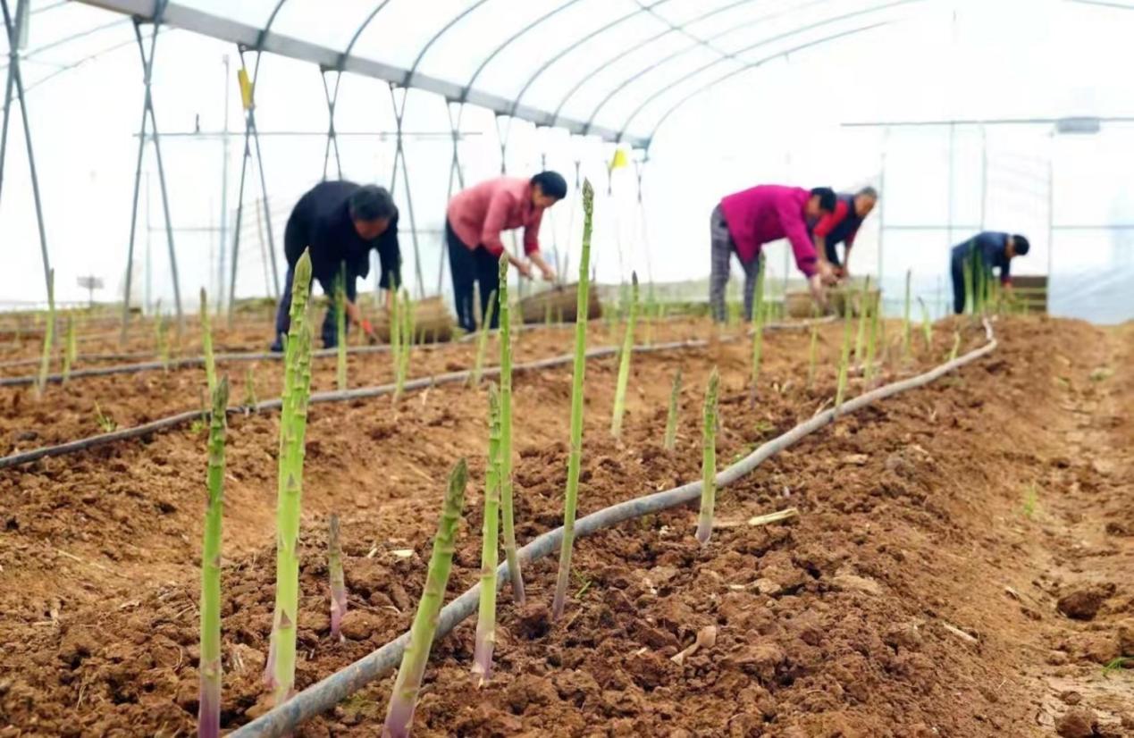 四川省委常委、成都市委書記曹立軍調(diào)研 新津區(qū)國家數(shù)字設(shè)施農(nóng)業(yè)創(chuàng)新應(yīng)用基地