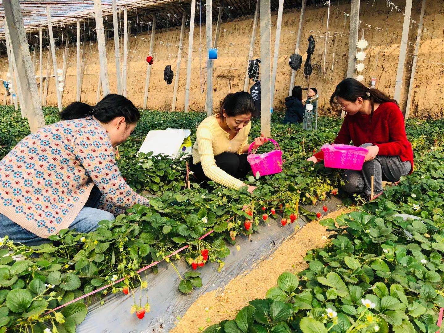 樂享“莓”好時(shí)光 | 環(huán)球軟件開展“三八婦女節(jié)”草莓采摘活動